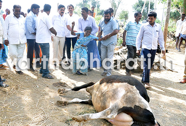 ಅನುಮಾನಸ್ಪದವಾಗಿ ಜಾನುವರುಗಳ ಸಾವು